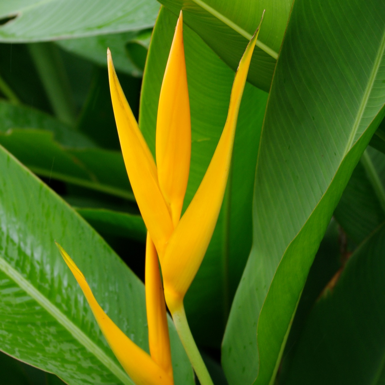 Heliconia Psittacorm Golden Torch