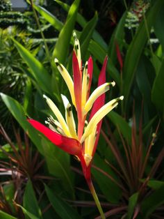 Heliconia Psittacorm Moby Dick