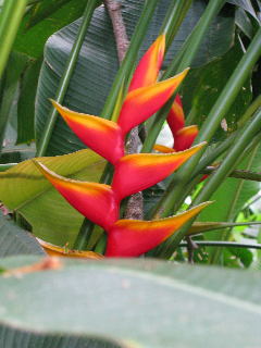 Heliconia Bihai red and yellow
