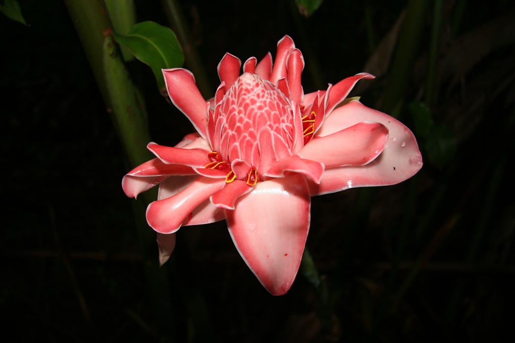 Etlingera Elatior Porcelin Rose Pink