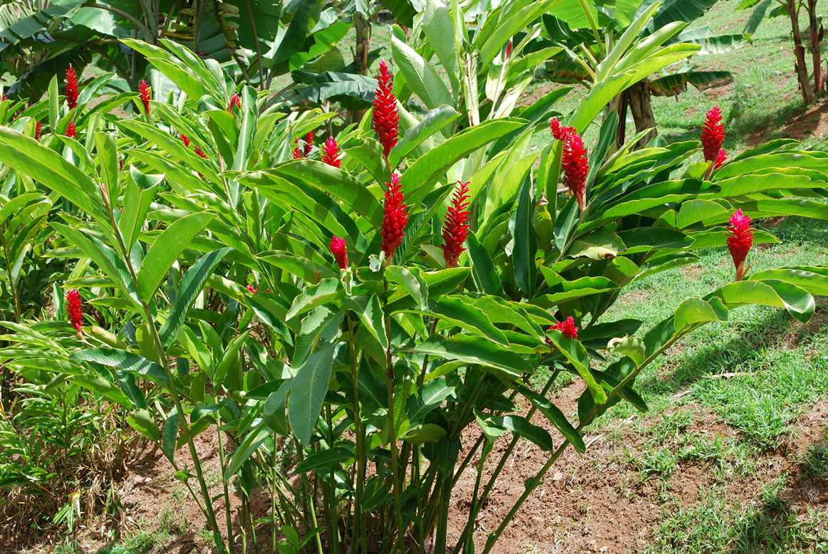 Alpinia Purpurata ( Red Ginger)