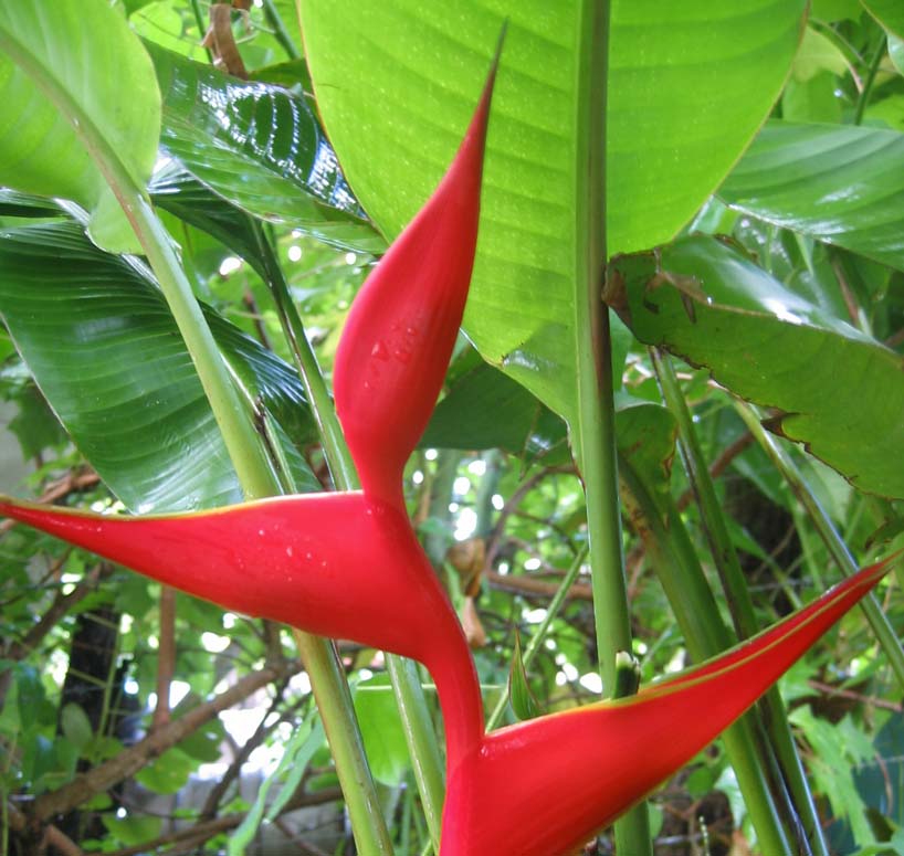 Heliconia StrictaBon’s Red